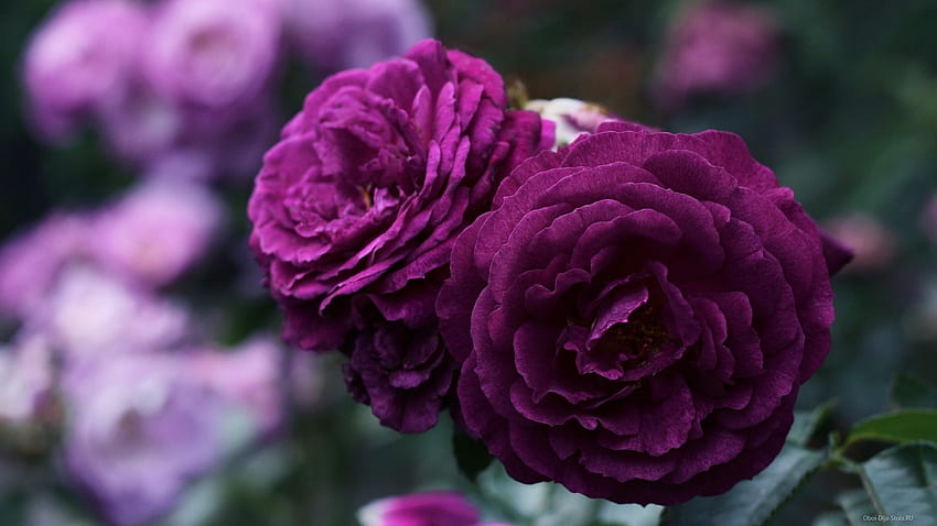 Mawar Ungu, ungu, mawar, kelopak, alam, bunga Wallpaper HD