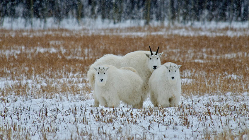 White Mountain Goats Are Standing In Snowfield Blur Forest Background Goat HD wallpaper