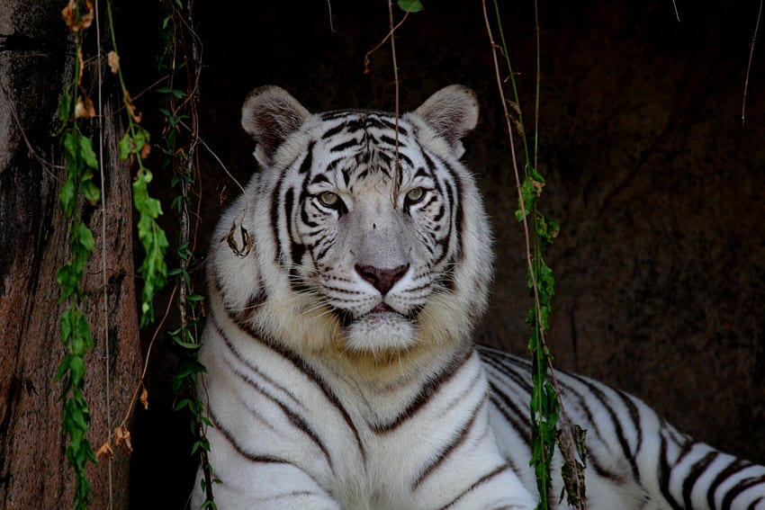 BIG CAT LOUNGING, entspannend, Tiger, Höhle, weiß HD-Hintergrundbild