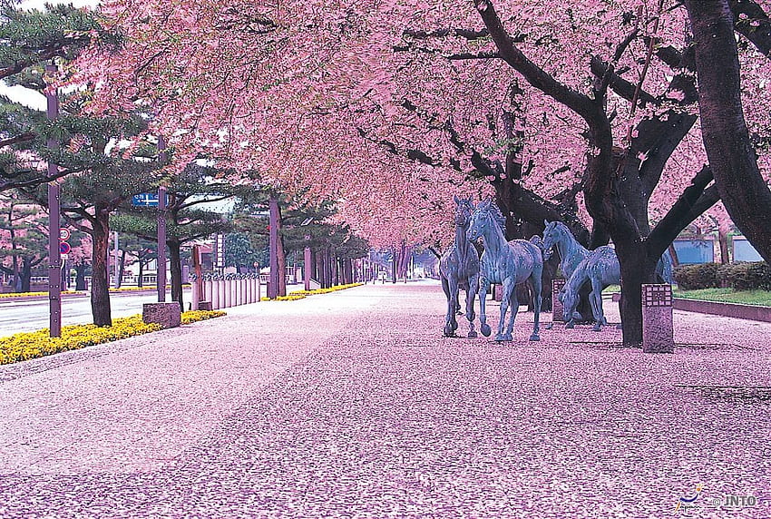 桜まつり - Hanami Travel 高画質の壁紙