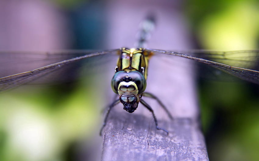 Macro, Eyes, Surface, Insect, Wings HD wallpaper