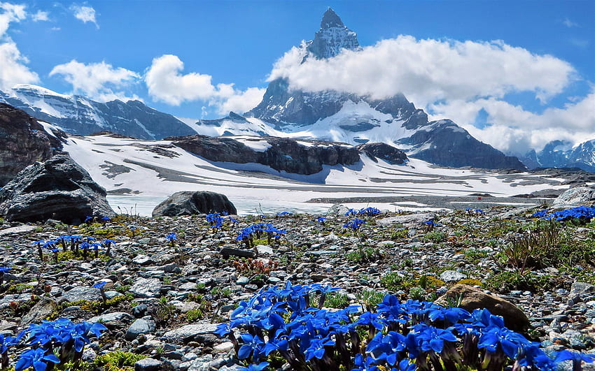 Szwajcaria, wiosna, góry, Alpy, fioletowe kwiaty z rozdzielczością. Wysoka jakość, wiosenne sceny górskie Tapeta HD