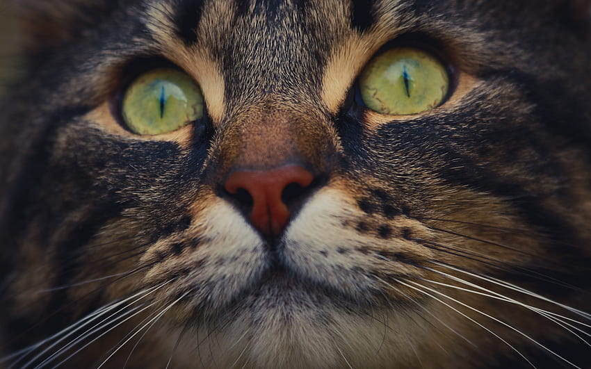 Gatito, animal, piel, ojos, lindo, gato, pisica, verde, cara fondo de pantalla