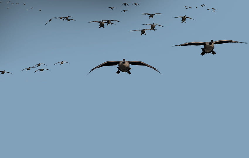 Waterfowl Hunting . Ducks, Goose Hunting HD wallpaper