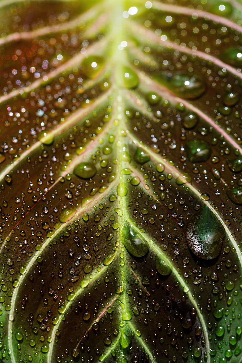 Veins of the leaf, close up, drops HD phone wallpaper
