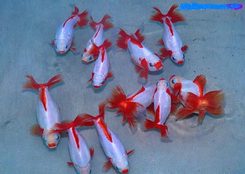koi-fish, white, animals, japan, red, fish, koi, water HD wallpaper