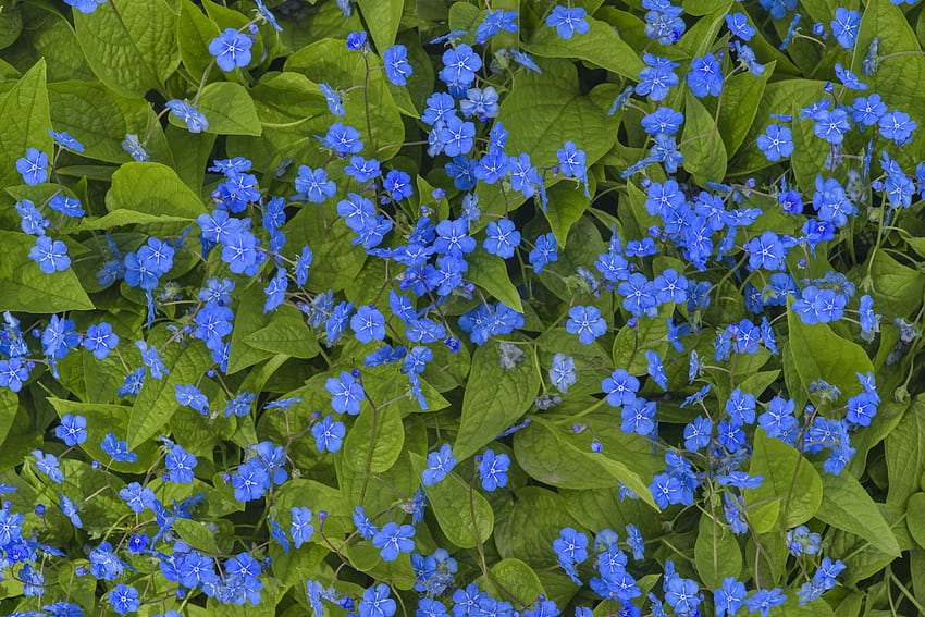 Myosotis, blue, summer, flower, green, texture HD wallpaper