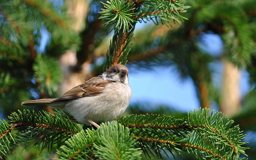 Animals, Bird, Sit, Sparrow, Branch, Spruce, Fir HD wallpaper