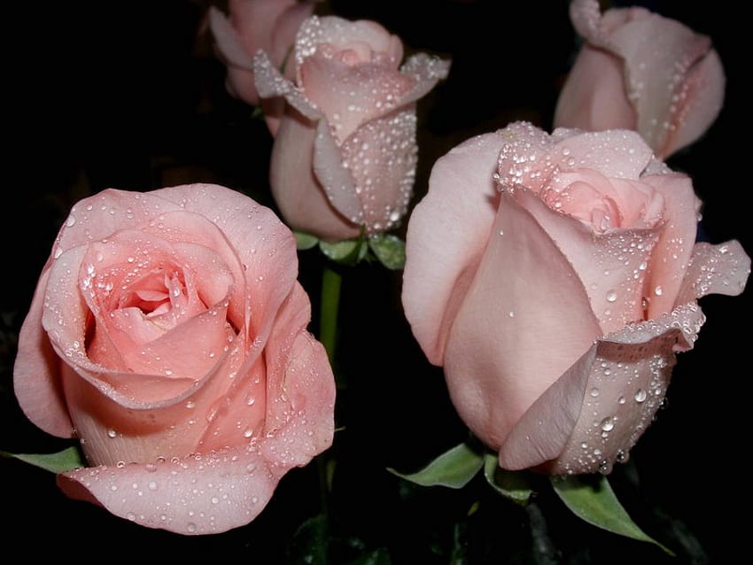 urocza róża, róża, urocza, kwiat Tapeta HD