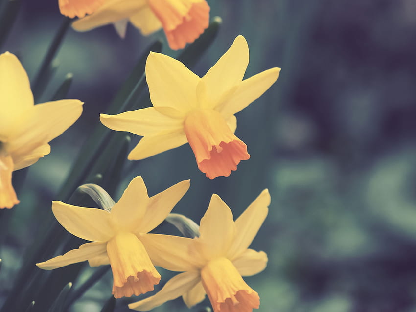 Flowers, Narcissussi, Buds HD wallpaper