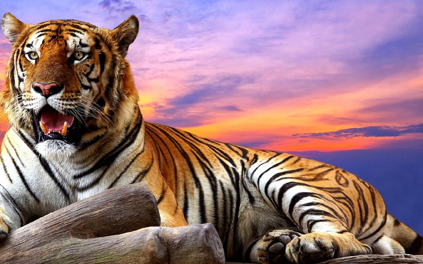 Tigre, animale, fauna selvatica, cielo, tramonto Sfondo HD