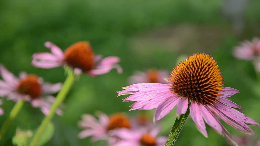 Echinacea angustifolia medical flowers in garden and wind Stock HD wallpaper