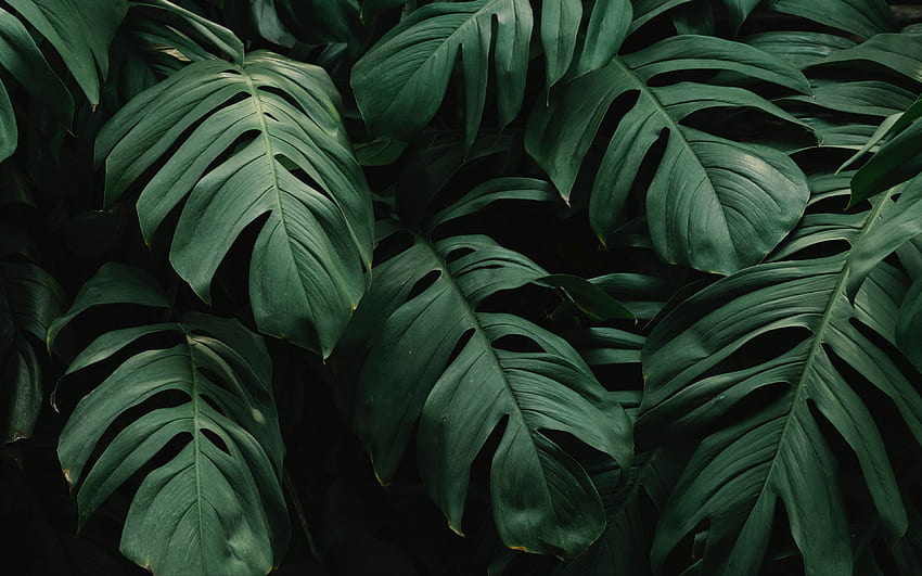 hojas, planta, verde, oscuro, vegetación ultra 16:10 fondo de pantalla
