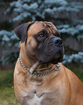 Boerboel HD wallpaper | Pxfuel