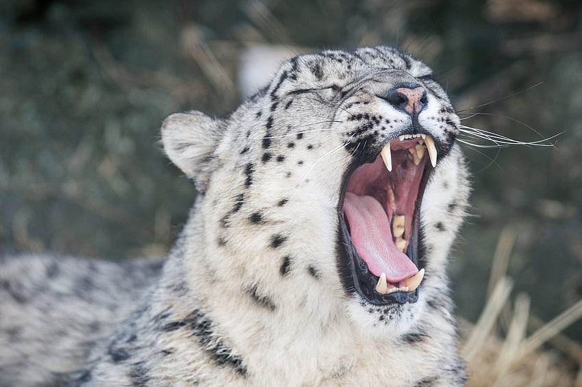 Animals, Snow Leopard, Leopard, Muzzle, Predator, Fangs, To Fall, Mouth, Wild Cat, Wildcat, Irbis, Language, Tongue, Yawns HD wallpaper
