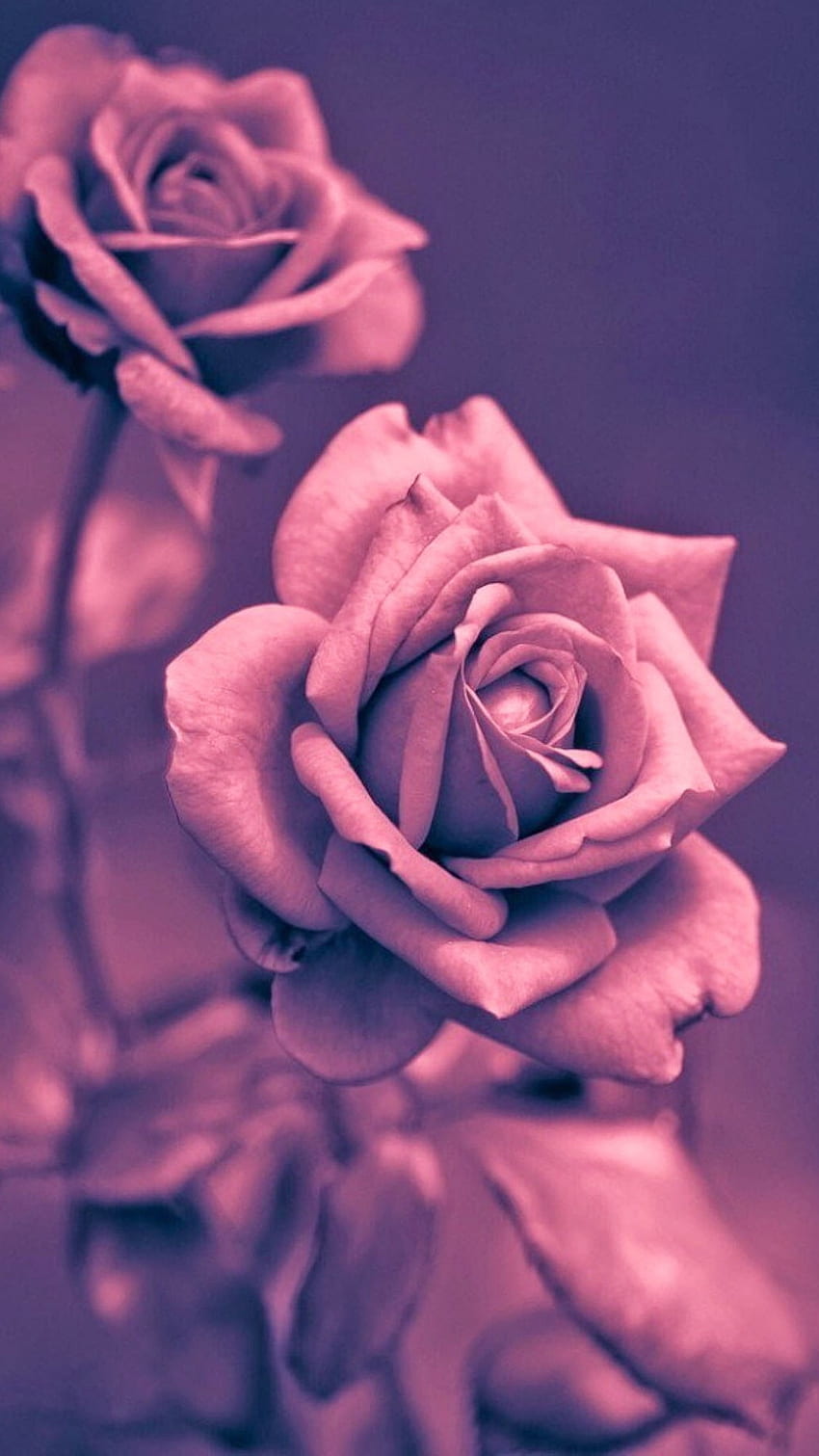 Beautiful Pink Rose Closeup iPhone 6 HD phone wallpaper