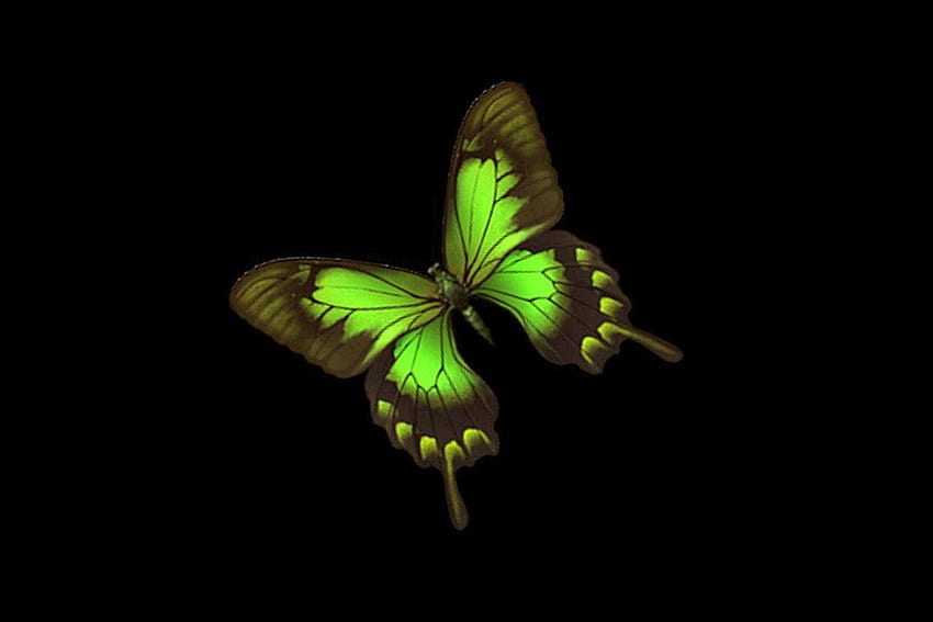 緑の蝶、美しい、蝶、、緑 高画質の壁紙