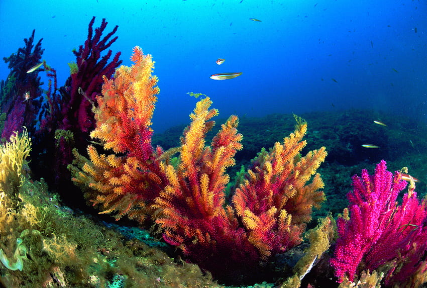 Corals, sea, plants, colors, underwater, fish, water HD wallpaper