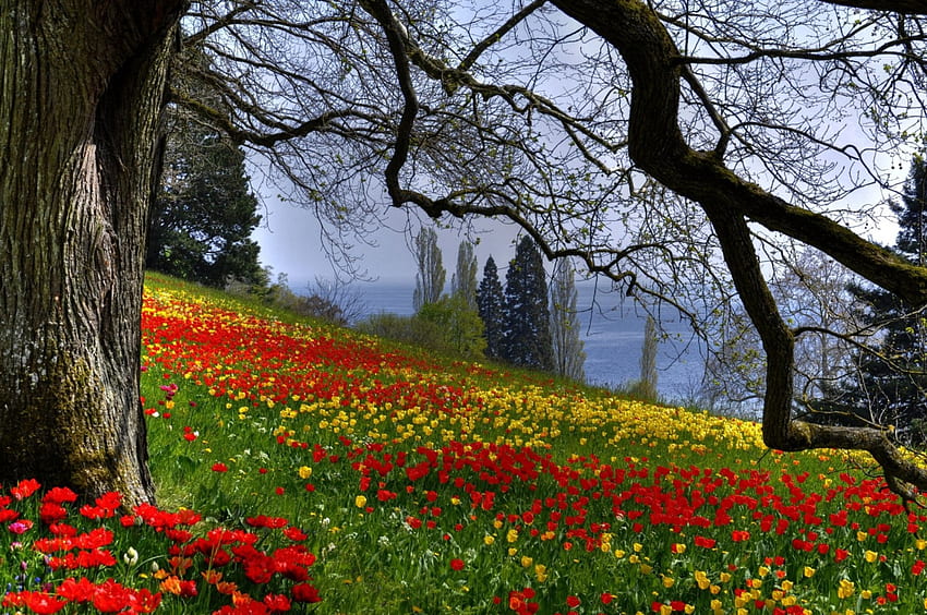 Insel Mainau, Deutschland, Blüten, Bäume, Farben, Tulpen, Frühling HD-Hintergrundbild