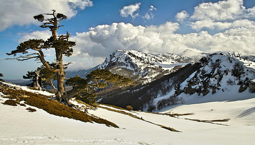 Pino Loricato-Pollino Park_이탈리아, 이탈리아, 눈, 나무, 전망, 풍경, 이탈리아, 산 HD 월페이퍼