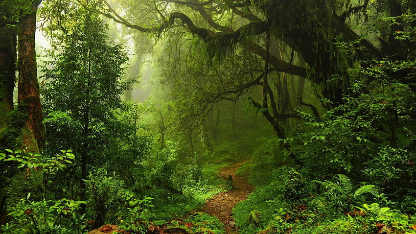 Floresta, Caminho, Árvores Antigas, Arbustos, Grama, Névoa para Widescreen, Selva papel de parede HD