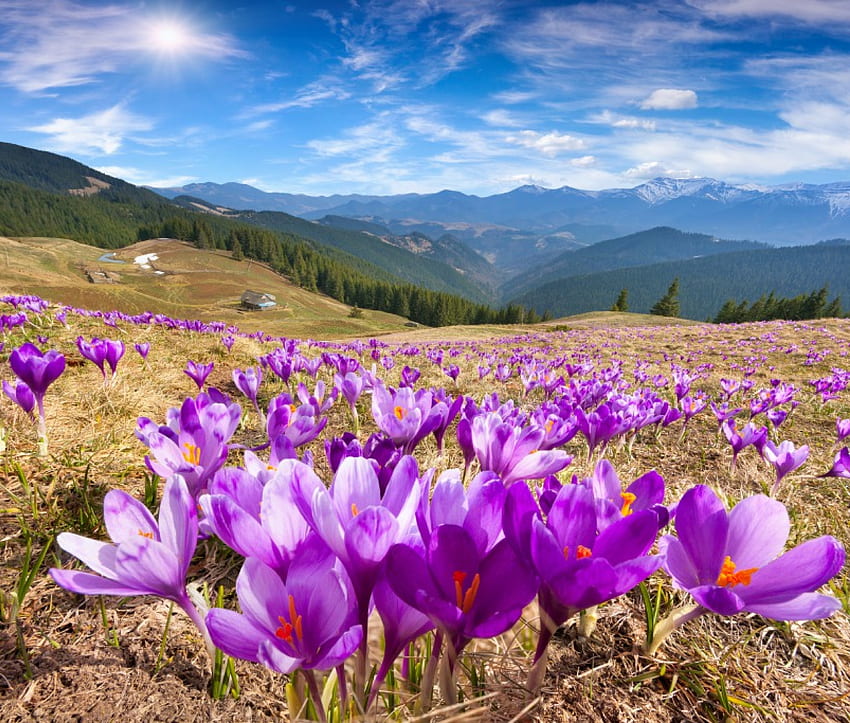 Пролетни минзухари, минзухар, небе, природа, цветя, пролет, планини, цвят HD тапет