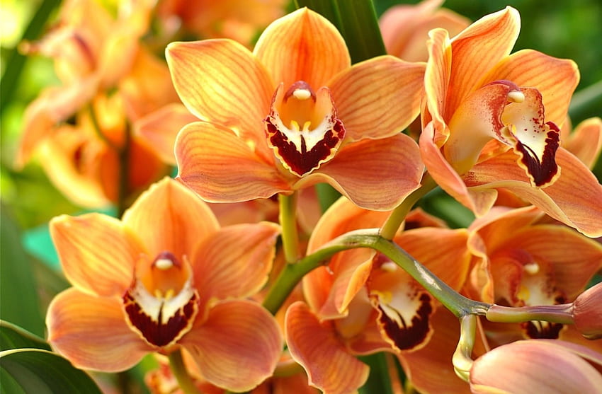 Flowers, Bright, Branch, Orchid, Exotic, Exotics HD wallpaper