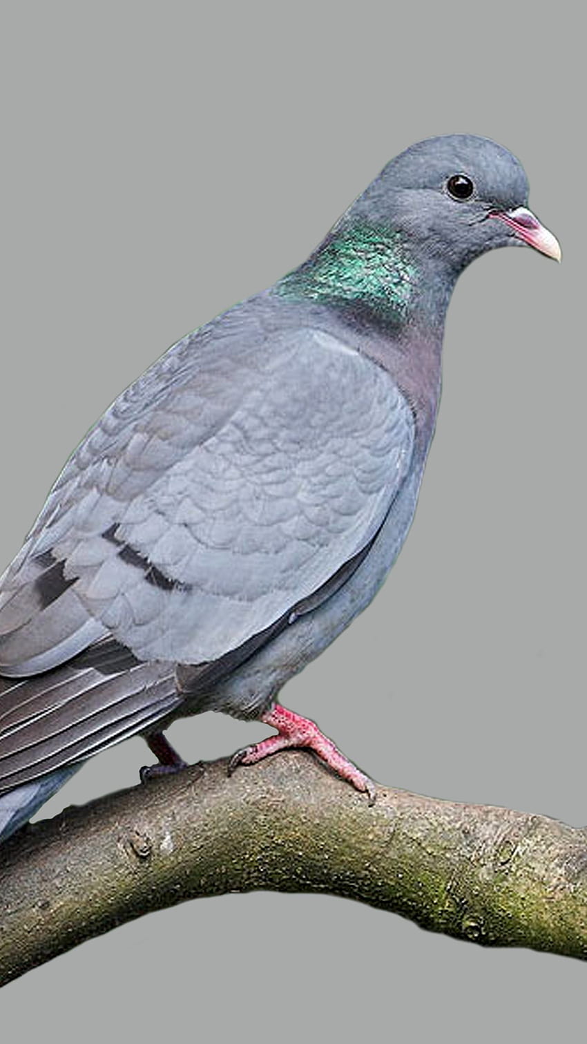 Bird, Grey Bird, Cute Pigeon HD phone wallpaper