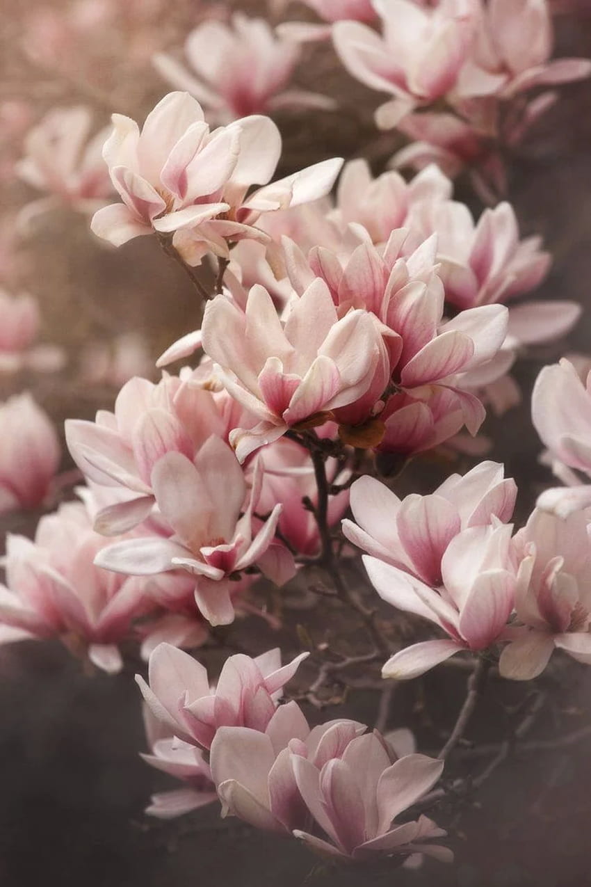 Seni bunga, Magnolia wallpaper ponsel HD