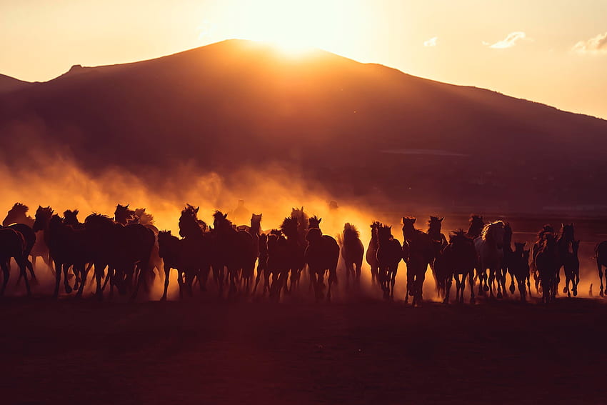 Animals, Sunset, Horses, Dark, Dust, Herd HD wallpaper