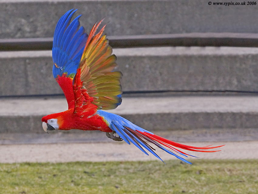 มาคอว์สีสันสดใส นก นกมาคอว์ บิน นกแก้ว วอลล์เปเปอร์ HD