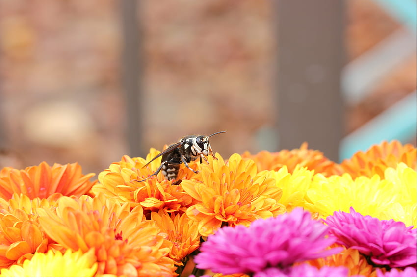 Цветя, пчела, опрашване HD тапет
