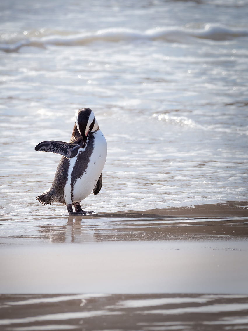 Penguin By The Shore · Stock, Beach Penguin HD phone wallpaper | Pxfuel