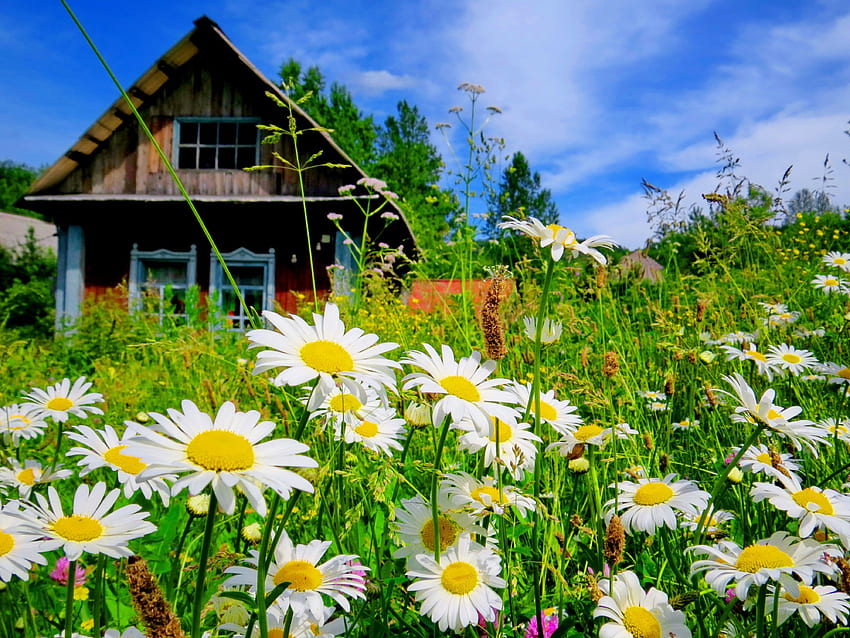 Къща в маргаритки поляна, спокойствие, маргаритки, диви цветя, къща, поляна, красива, трева, страна, лято, килим, красива, свежест, природа, небе, цветя, къщичка, прекрасно, спокойствие HD тапет