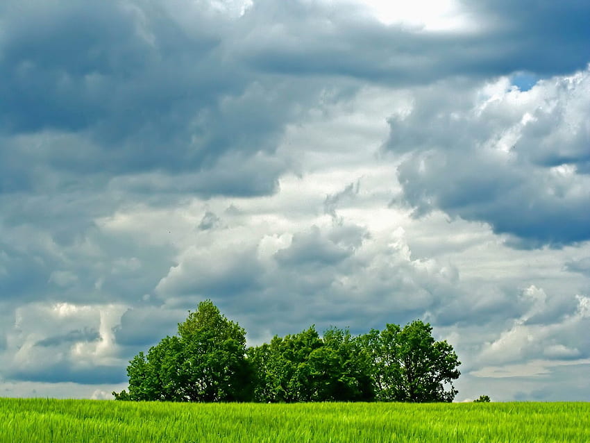 Природа, дървета, небе, облаци, лято, зеленина, поле, ливада HD тапет