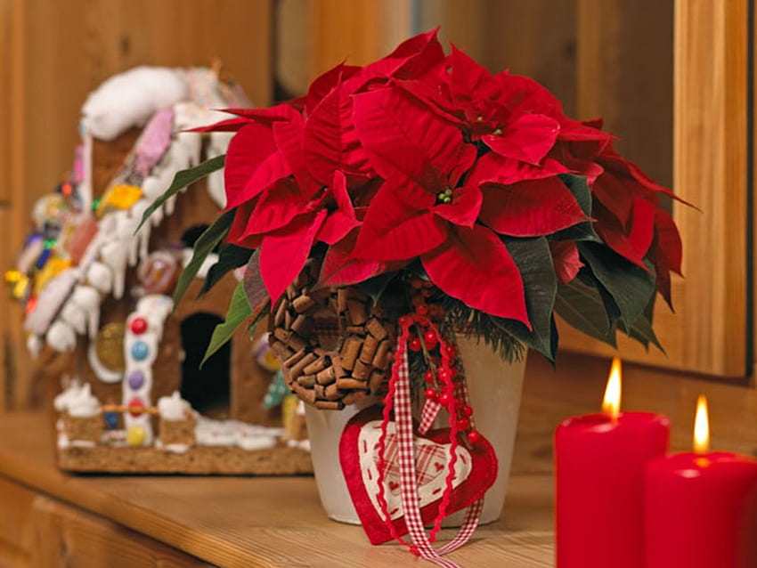 Décoration de Noël, hiver, vacances, décoration, Noël, rouge, poinsettias, bougies, pots Fond d'écran HD