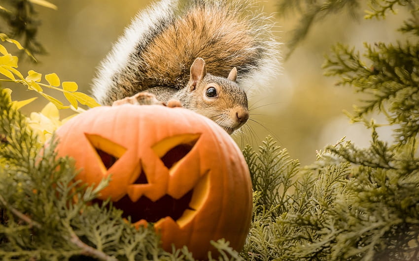 Squirrel, animal, halloween, vevertia, pumpkin, cute, orange HD wallpaper