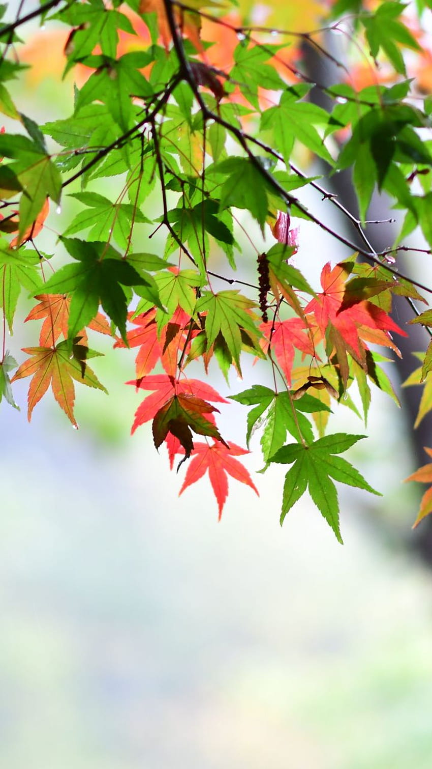 Ahornblatt, Blätter, Frühling, - Ahornblatt HD-Handy-Hintergrundbild