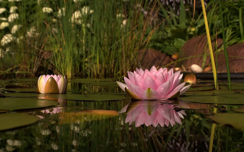 Flowers, Water, Swamp, Reflection, Shore, Bank, Greens, Reeds, Water Lily HD wallpaper