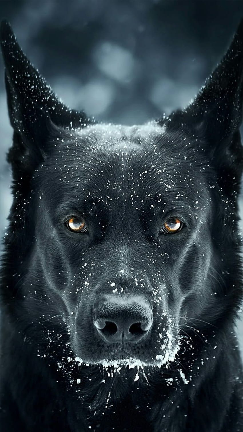 Pretty dogggo. Black german shepherd dog, Black german shepherd, German shepherd dogs, Angry Doberman HD phone wallpaper