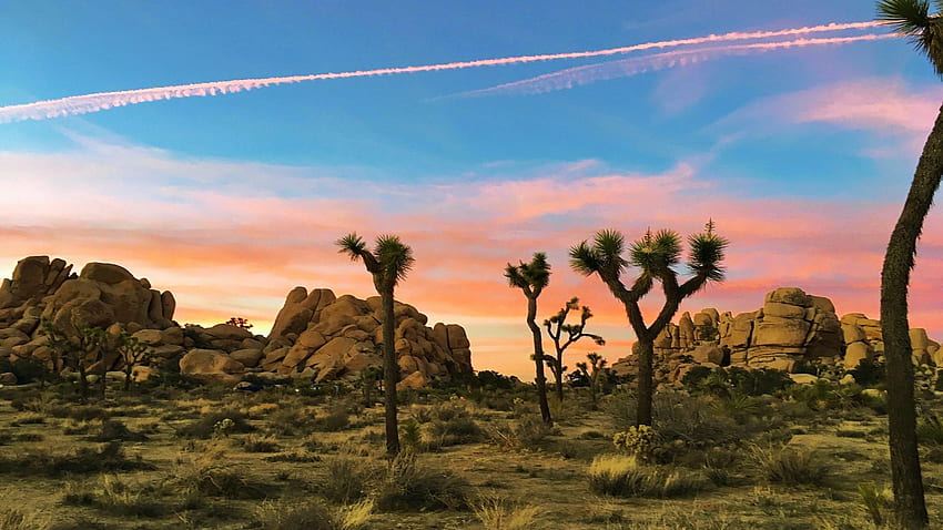Залез в пустинята, Национален парк Джошуа Трий, Калифорния, небе, скали, пейзаж, дървета, цветове, САЩ HD тапет
