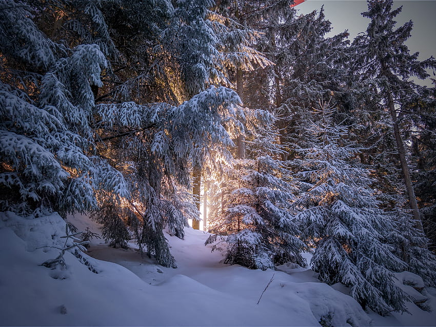 Winter, Natur, Bäume, Schnee, Nadelholz, Wald HD-Hintergrundbild