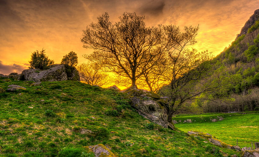 Landscape, Nature, Trees, Grass, r HD wallpaper