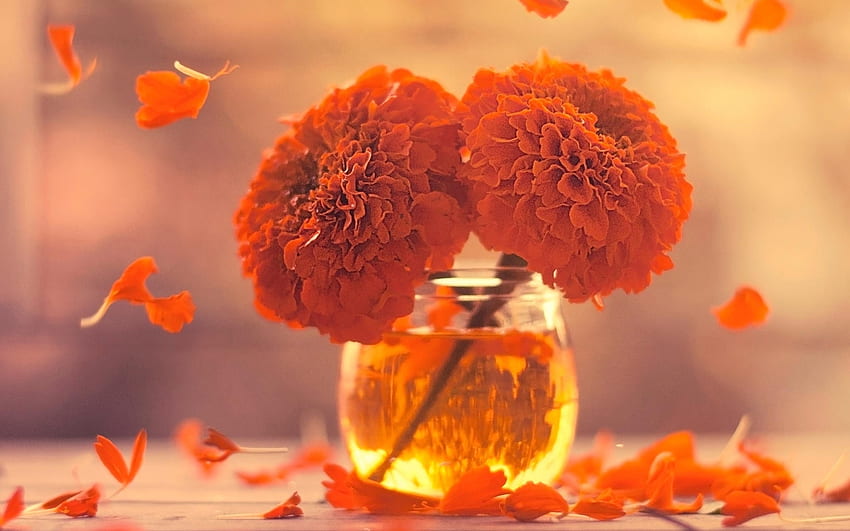 Marigolds, Marigold, Flowers, graphy, Fall HD wallpaper