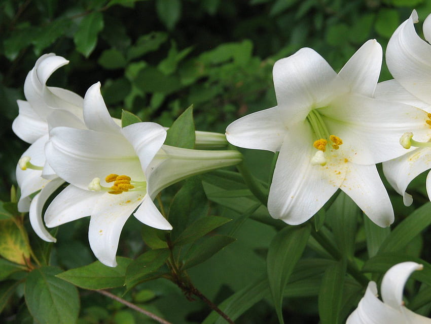 The Discreet Witch: The Magic of Lilies, Easter Lily HD wallpaper