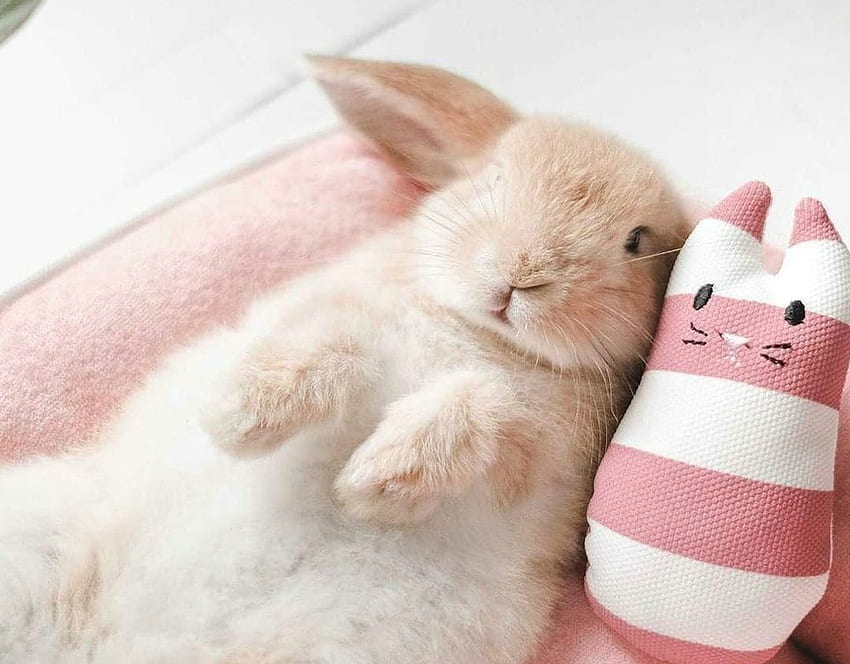 Conejitos, conejito, juguete, rosa, lindo, divertido, dormir, conejo fondo de pantalla
