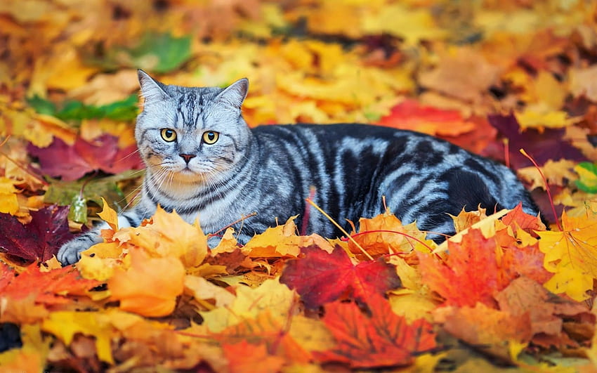 Jesienny kotek, zwierzę, kotek, liście, jesień, kot Tapeta HD