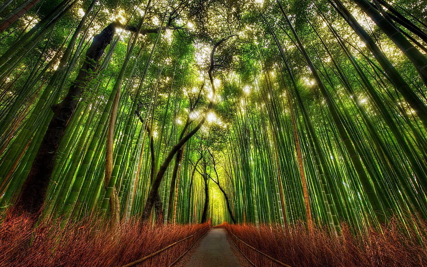 Bosque de bambú de Sagano Arashiyama, Kioto, Japón. Resolución de disco duro fondo de pantalla