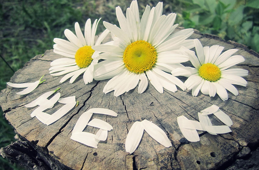 Blumen, Kamille, Blütenblätter, Inschrift, Knospen, Stumpf, Drei, Penek HD-Hintergrundbild
