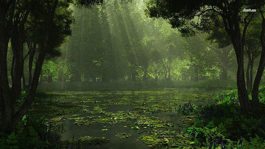 Sunlit swamp . Nature , Swamp, Nature, Louisiana Swamp HD wallpaper